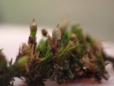 Orthotrichum diaphanum, photographed by Randal