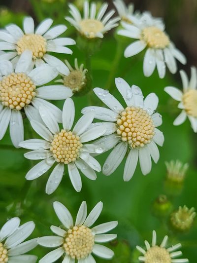 Pericallis steetzii, photographed by Jacek Pietruszewski