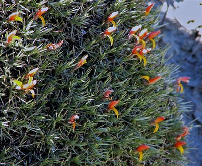 Anarthrophyllum strigulipetalum, photographed by Hugo Hulsberg