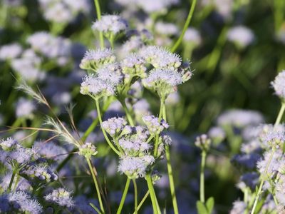 Conoclinium betonicifolium, photographed by RJ Baltierra