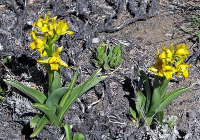 Chloraea alpina, photographed by Hugo Hulsberg