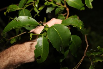 Celtis paniculata, photographed by Greg Tasney