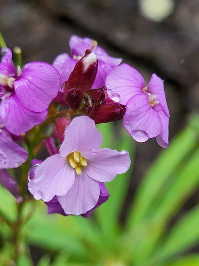 Erysimum virescens, photographed by Jacek Pietruszewski