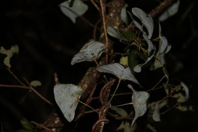 Echinostephia aculeata, photographed by Greg Tasney