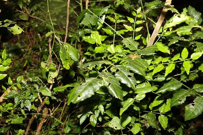 Pentaceras australe, photographed by Greg Tasney
