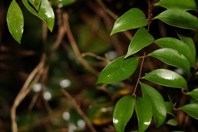 Ripogonum brevifolium, photographed by Greg Tasney