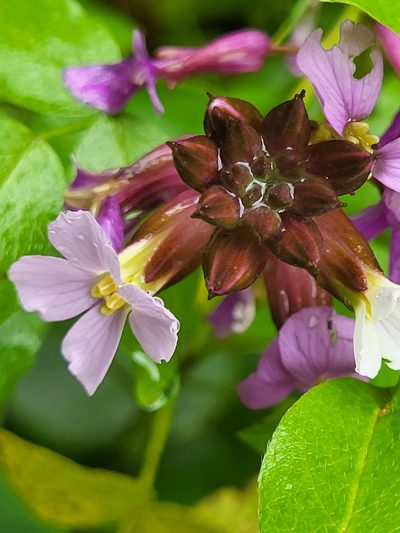 Erysimum virescens, photographed by Jacek Pietruszewski