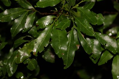 Toechima tenax, photographed by Greg Tasney