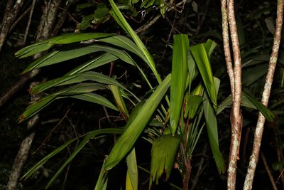 Cordyline petiolaris, photographed by Greg Tasney