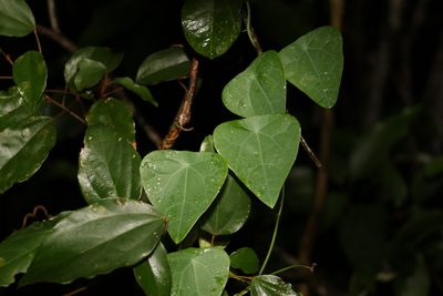 Echinostephia aculeata, photographed by Greg Tasney