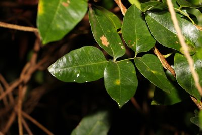 Pandorea pandorana, photographed by Greg Tasney