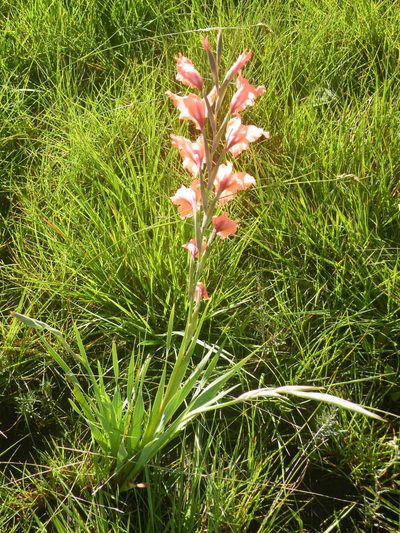 Gladiolus oppositiflorus, photographed by Antoinette Eyssell Knox