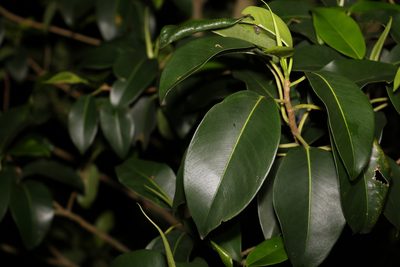 Ficus rubiginosa, photographed by Greg Tasney