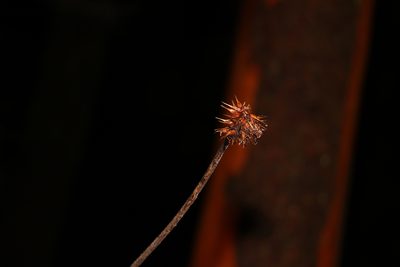 Xanthorrhoea macronema, photographed by Greg Tasney