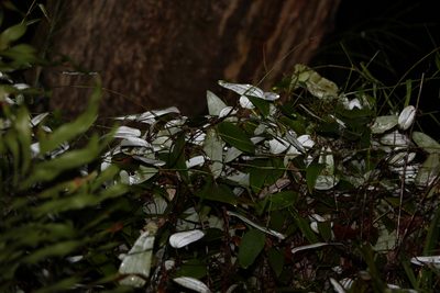 Smilax glyciphylla, photographed by Greg Tasney