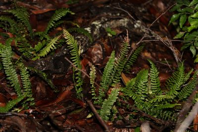 Doodia caudata, photographed by Greg Tasney