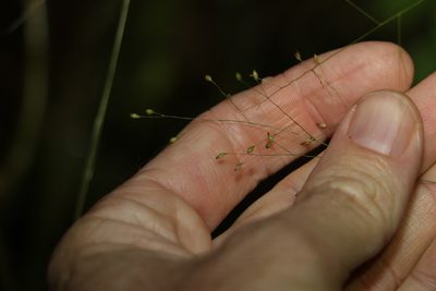 Panicum effusum, photographed by Greg Tasney