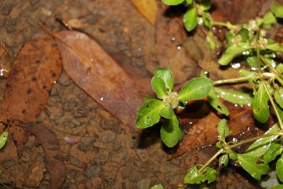 Gomphrena diffusa, photographed by Greg Tasney