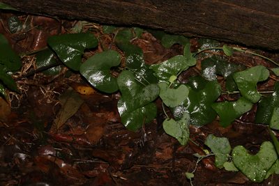 Aristolochia littoralis, photographed by Greg Tasney