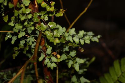 Lygodium microphyllum, photographed by Greg Tasney
