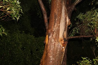 Eucalyptus propinqua, photographed by Greg Tasney