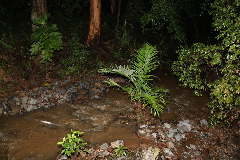 Archontophoenix alexandrae, photographed by Greg Tasney