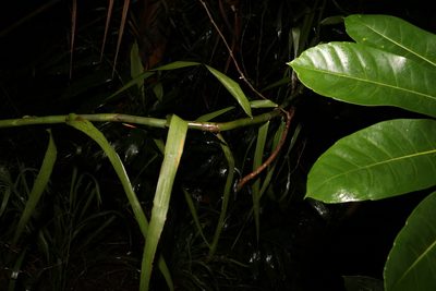 Flagellaria indica, photographed by Greg Tasney