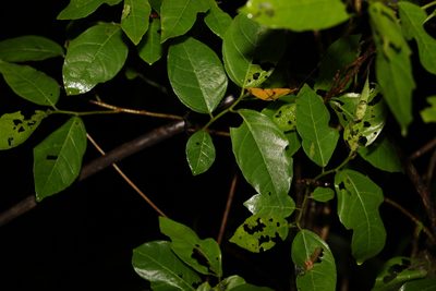 Ficus fraseri, photographed by Greg Tasney