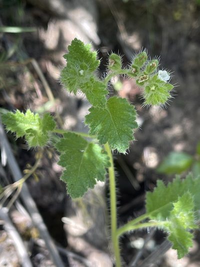 Phacelia rattanii, photographed by Dee Shea Himes