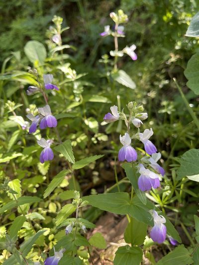 Collinsia multicolor, photographed by Dee Shea Himes