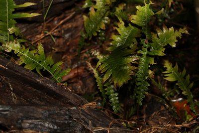 Doodia aspera, photographed by Greg Tasney