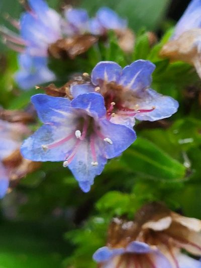 Echium acanthocarpum, photographed by Jacek Pietruszewski