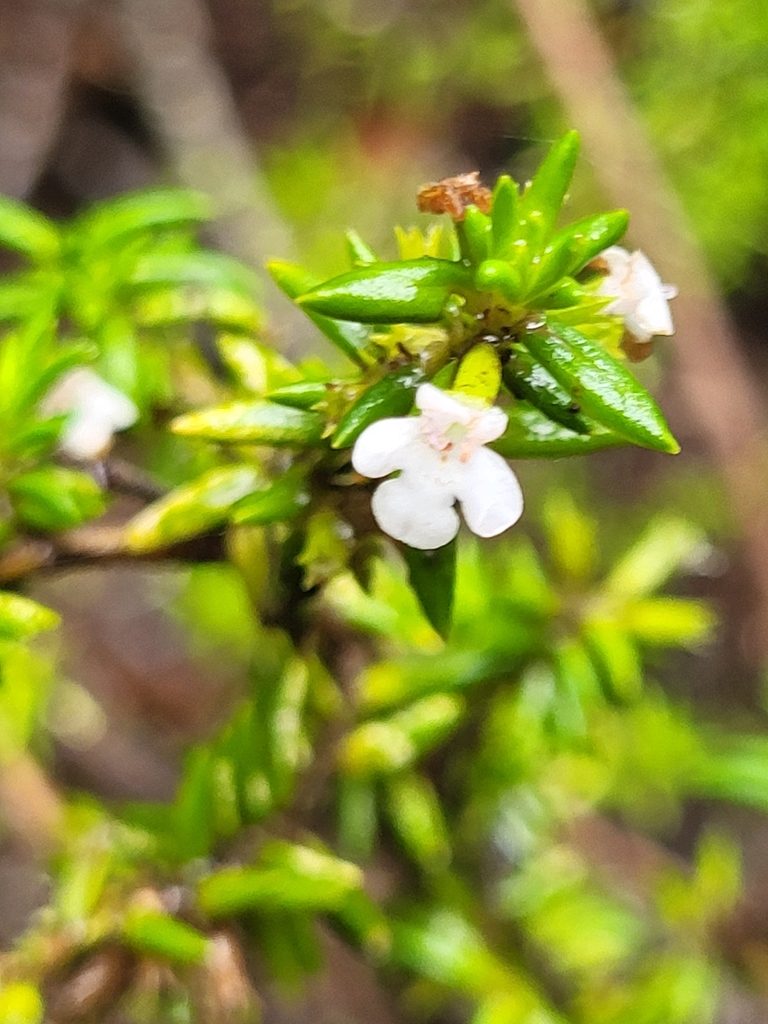 Micromeria gomerensis, photographed by Jacek Pietruszewski