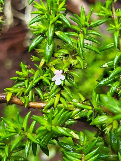Micromeria gomerensis, photographed by Jacek Pietruszewski