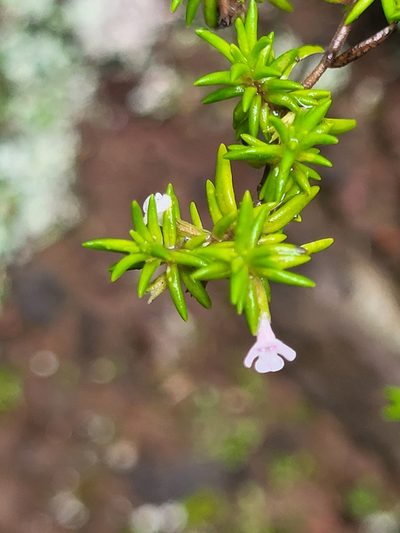 Micromeria gomerensis, photographed by Jacek Pietruszewski