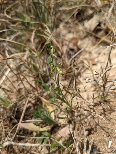 Hebecarpa ovatifolia, photographed by Cleveland Powell