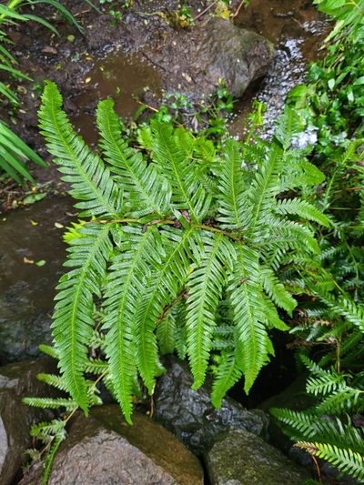 Pteris incompleta, photographed by Jacek Pietruszewski