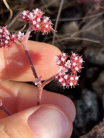Chorizanthe breweri, photographed by Kristen Nelson