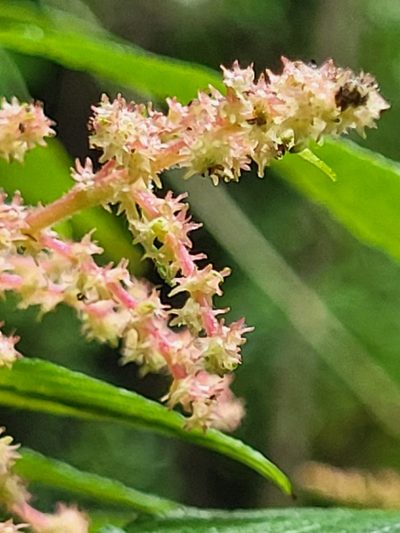 Gesnouinia arborea, photographed by Jacek Pietruszewski