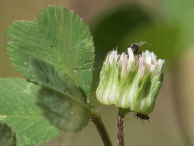 Trifolium microdon, photographed by Dee Shea Himes