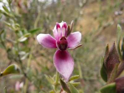 Krameria lappacea, photographed by Manuel Roncal