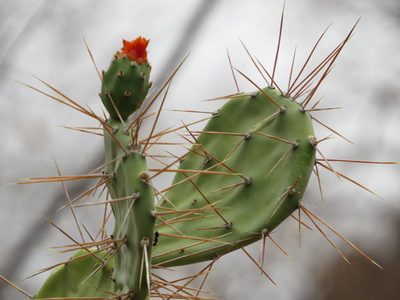 Opuntia quitensis, photographed by Manuel Roncal