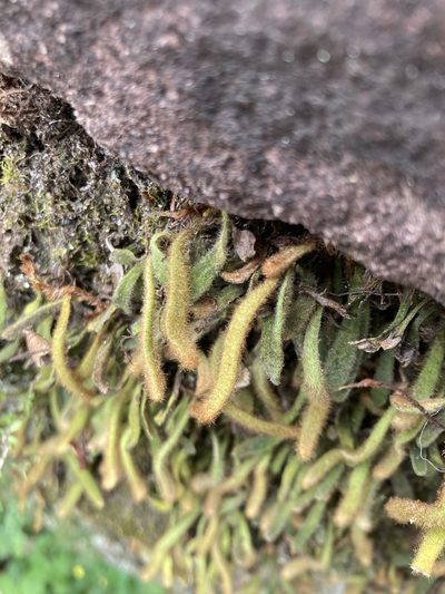 Pyrrosia linearifolia, photographed by 張家瑜