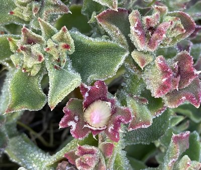 Mesembryanthemum crystallinum, photographed by Irene