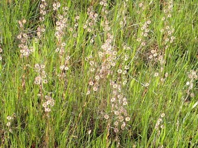Thysanocarpus radians, photographed by Steve Woodward