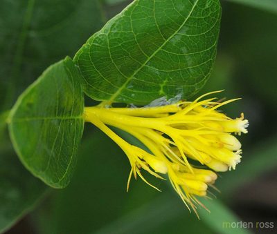 Palicourea coriacea, photographed by Morten Ross