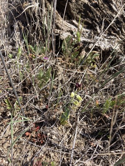 Streptanthus californicus, photographed by Kylie Etter
