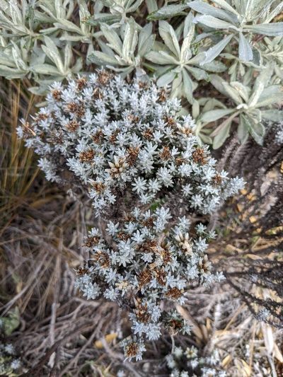 Gnaphaliothamnus lavandulifolius, photographed by Trevor Van Loon