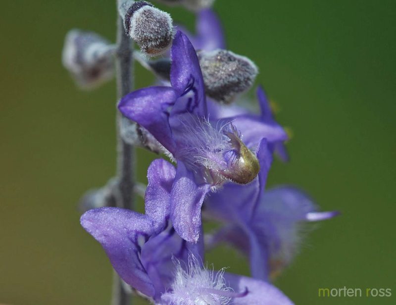 Eriope crassipes, photographed by Morten Ross