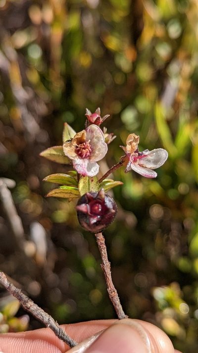Ugni myricoides, photographed by Trevor Van Loon